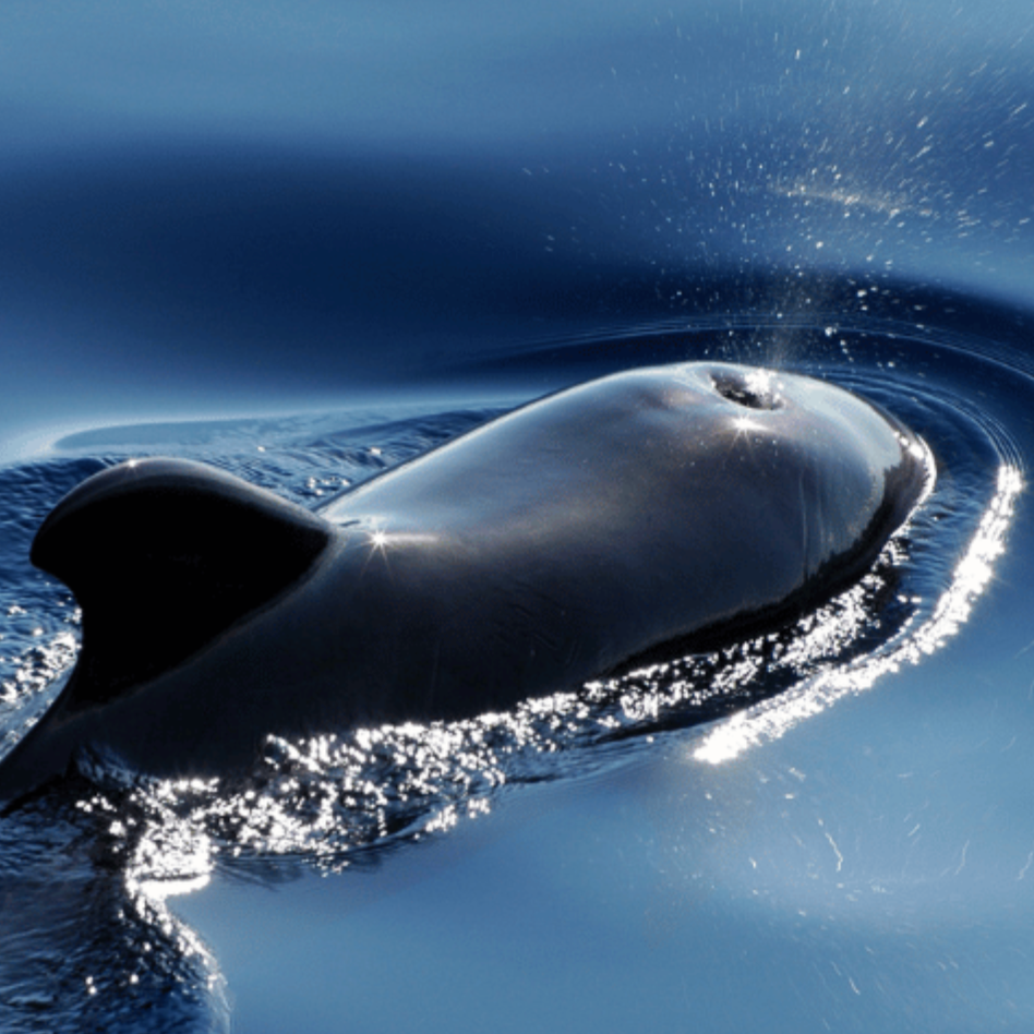 Eco Tours (Whale Watching)