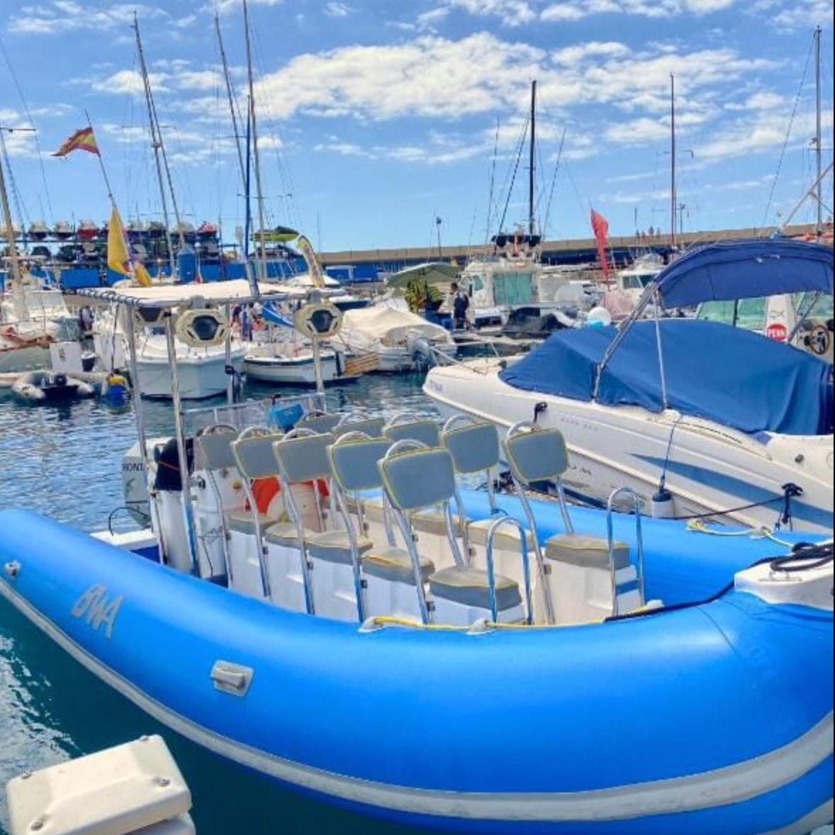 Eco Tours (Whale Watching)