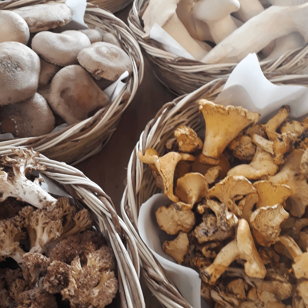 Cantharella by HARMAFOODS - globalnomadpass